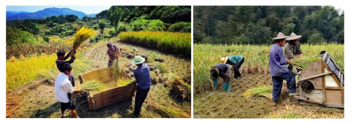 Family Use Agricultural Machin - Agriculture Farming Rice avaliação e preço